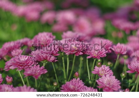 

Chrysanthemum on blurred background with soft focus. Autumn flowers