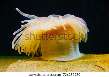 Yellow sea anemone with black background