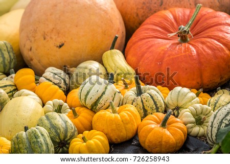 Colourful autumn squash, gourds and pumpkins