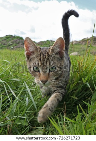 young cat on a meadow with blue sky