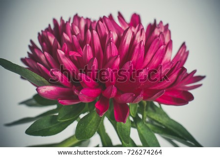 Beautiful chrysanthemum blossomed red with green leaves