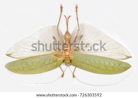  Big Giant False Leaf Grasshopper Sasuma Sp.
