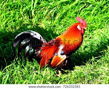 the cock of beautiful coloring walks along the grass