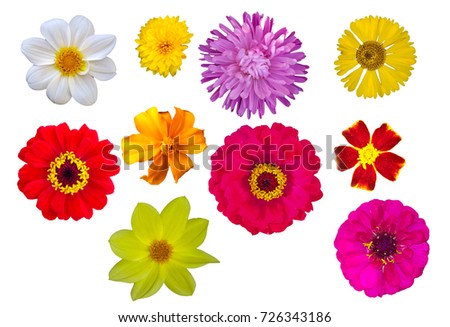 Bright flowers isolated on white background. Royalty-Free Stock Photo #726343186