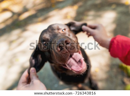 man walks in the Park with the dog