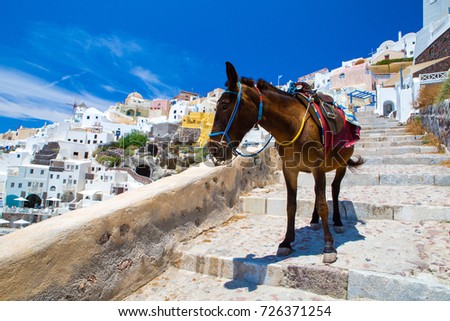 Donkey taxis in Santorini, Greece
 Royalty-Free Stock Photo #726371254