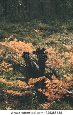 burning red fern leaves on dark background with old dark wooden trunk in dry sunny autumn. forests of Latvia - vintage film look