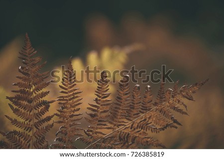 burning red fern leaves on dark background with foliage in dry sunny autumn. forests of Latvia - vintage film look