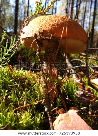 autumn mushroom in the moss