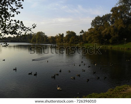 floating ducks in the background of a scenic forest