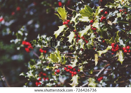 mistletoe tree shot at shallow depth of field for a soft bokeh effect, typical plant symbol of Christmas