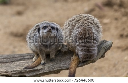 Two meerkats on sentry duty one fell asleep whilst sitting on a wooden log