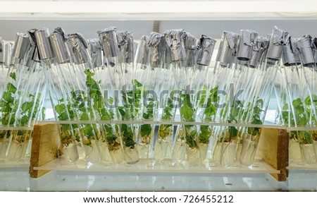 Microplants of cloned Karelian birch in test tubes with nutrient medium. Micropropagation technology in vitro