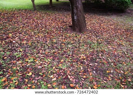 Fall scenery 'fallen leaves'