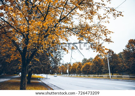 yellow tree near city road, autumn in the city