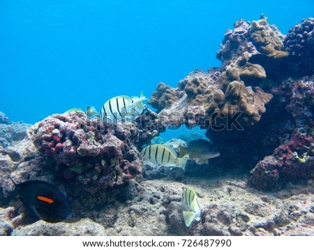 Orangeband Surgeonfish and Convict Tangs swim in a coral reef.