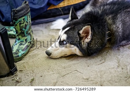 Husky dog put his head on the sand and stares up.Black and white Siberian husky with a wistful glance lies between the scattered things.