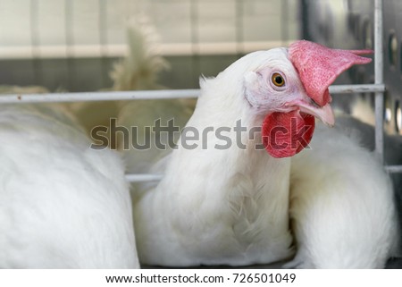 One young white rooster with red scalkop on a poultry farm. Chicken broilers. The cock is in the cage. The frying of poultry.