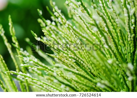 Beautiful flowers background. Areca catechu flower is blooming on tree in beautiful weather