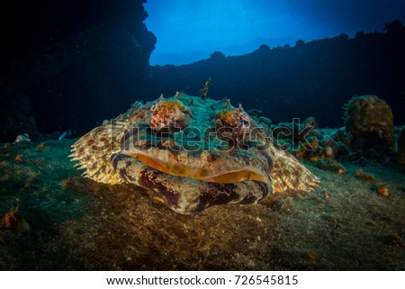 A crocodile fish resting on the bottom, near the wreck. Adventure while diving. Beautiful colourful reefs of the Red Sea. Ras Mohammed. Egypt, Red Sea.