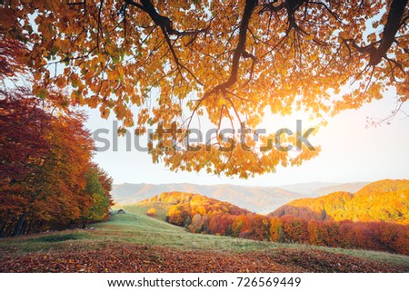 Stunning image of the bright trees in sunny beams. Gorgeous day and vivid scene. Red and yellow leaves. Location place Carpathians, Ukraine, Europe. Warm tone. Beauty world. Instagram filter effect.