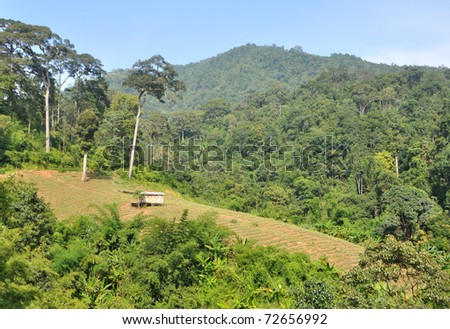A landscape showing a wood cabin with asbestos roof sitting on a pineapple field shot against tree covered hills in Chiang Mai, Thailand.