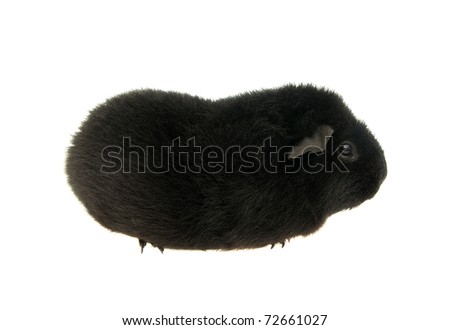 guinea pig on a white background .