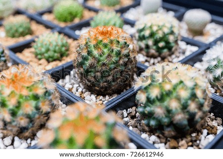 close-up barrel cactus