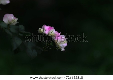 Bougainvillea flower. Picture is dark style and selective focus.
