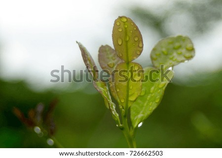 Green leaves have drops of water after the rain falls.