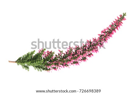 Calluna branch with flowers isolated on white Royalty-Free Stock Photo #726698389