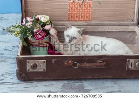 kitten of Scottish Straight breed with blue eyes sits inside vintage suitcase with flower bouquet toned picture close-up shallow depth of field