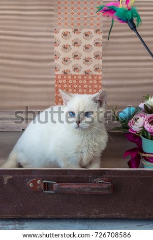 kitten of Scottish Straight breed with blue eyes sits inside vintage suitcase with flower bouquet toned picture close-up shallow depth of field