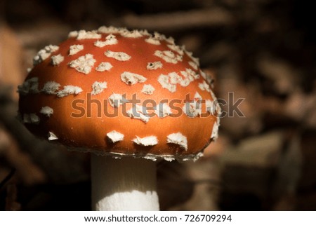 Red Mushroom In Forest. Beautiful Toadstool Mushroom