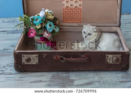 young chinchilla breed cat with green eyes sits inside vintage suitcase on blue background toned picture close-up shallow depth of field