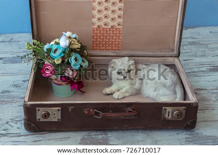 young chinchilla breed cat with green eyes sits inside vintage suitcase on blue background toned picture close-up shallow depth of field