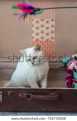 kitten of Scottish Straight breed with blue eyes sits inside vintage suitcase with flower bouquet on blue background toned picture close-up shallow depth of field