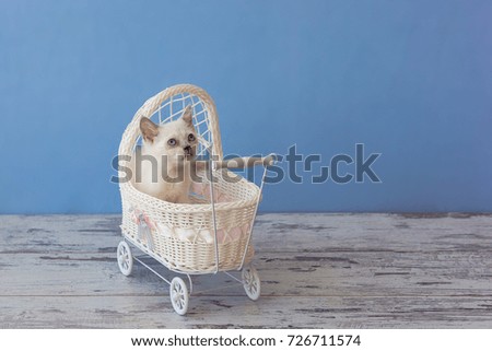 kitten of Scottish straight breed sitting in small white stroller on blue background toned picture close-up shallow depth of field
