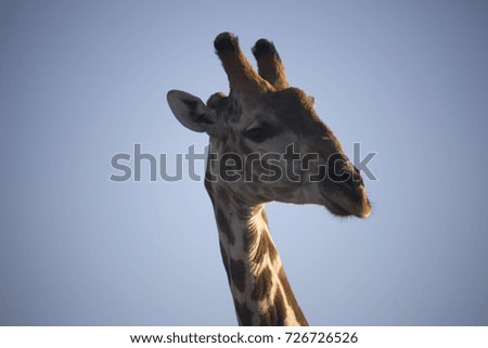 Namibia, etosha, giraffe