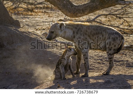 Spotted hyaena in Kruger national park, South Africa ; Specie Crocuta crocuta family of Hyaenidae