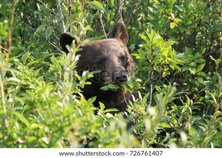Grizzly bear (Ursus arctos horribilis), Glacier National Park, Montana, United States of America, North America 
