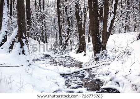 Beautiful Winter Snow Forest with Snow Covered Trees. Winter of 2018