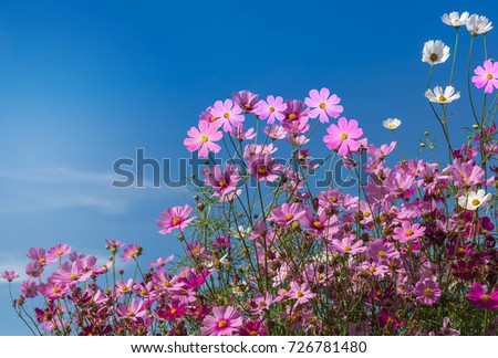  close up colorful pink and white cosmos flowers blooming in the field on sunny day under blue sky background 