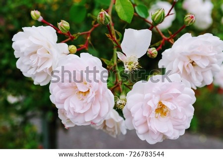 Close-up picture of light pink roses in a park in late September. Beautiful flower macro.