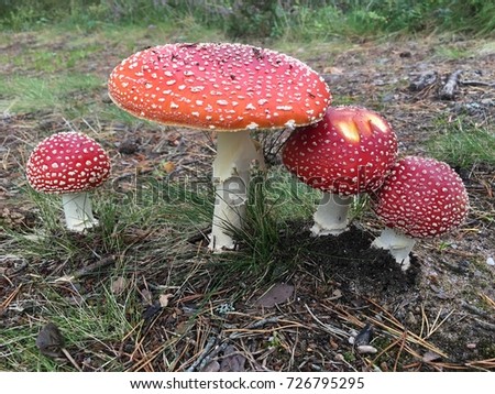 red toad stools mushroom wild in norway