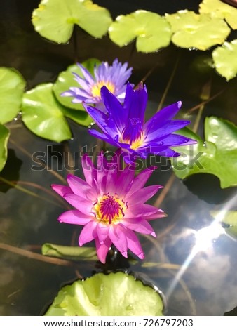 beautiful pink lotus and purple lotus 