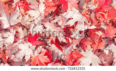 Close-up, full frame view thick blanket of fallen vibrant red maple leaves on ground. Dry bed of colorful autumn background with natural light.