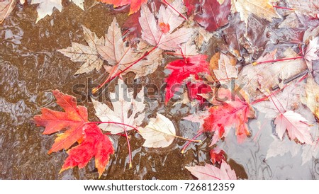 Close-up fallen red maple leaves on water puddle. Colorful autumn watercolor background, representing fall seasonal specific.