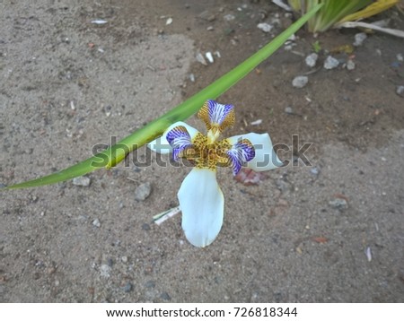 Neomarica Candida flower in the garden