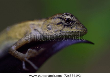 closeup head lizard in the jungle